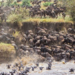 Kenya Wildebeest Migration