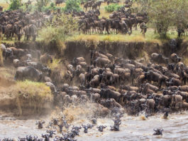 Wildebeest Migration in Maasai Mara National Reserve
