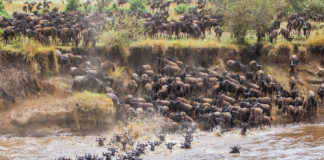 Wildebeest Migration in Maasai Mara National Reserve