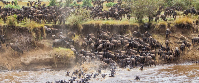 Wildebeest Migration in Maasai Mara National Reserve