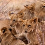 Kenya Wildlife Safaris