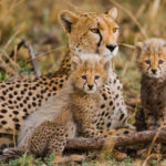 Wildlife Tours in Kenya