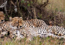 Wildlife Safaris in Kenya