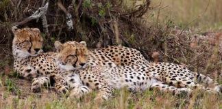 Wildlife Safaris in Kenya