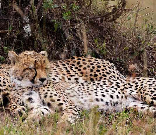 Wildlife Safaris in Kenya