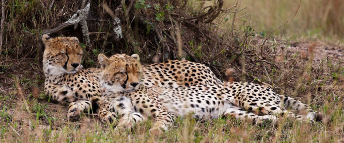 Wildlife Safaris in Kenya