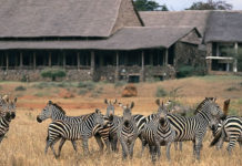Kenya Wildife Safaris