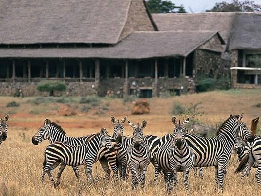 Kenya Wildife Safaris