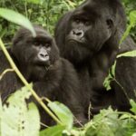 Gorilla Tours (2)